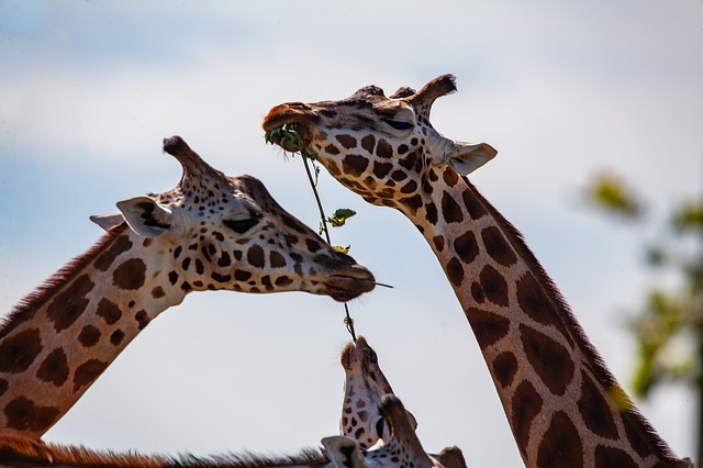 giraffe-gcb863aaaf_640.jpg